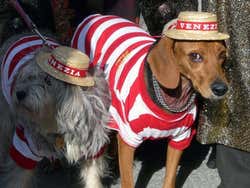 Perros disfrazados de gondoleros