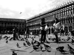 Las palomas de San Marcos